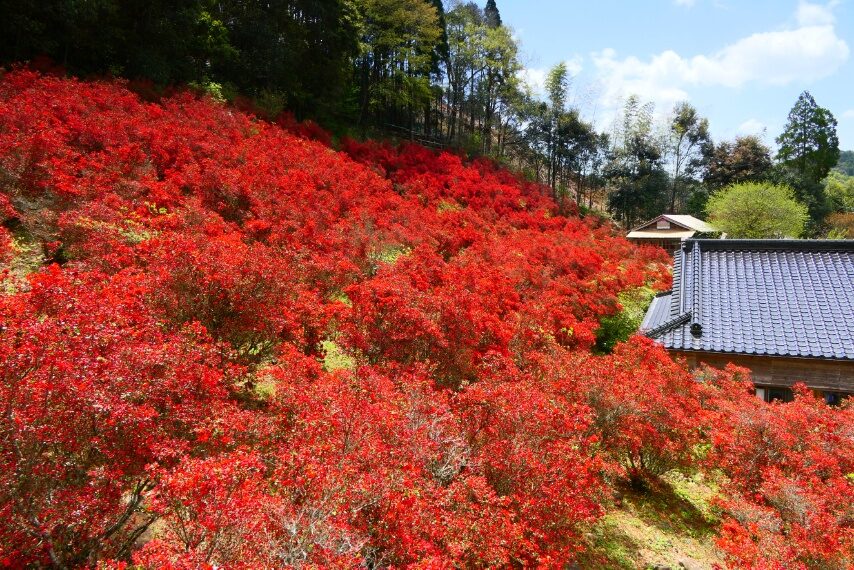 永利尾原の本キリシマ