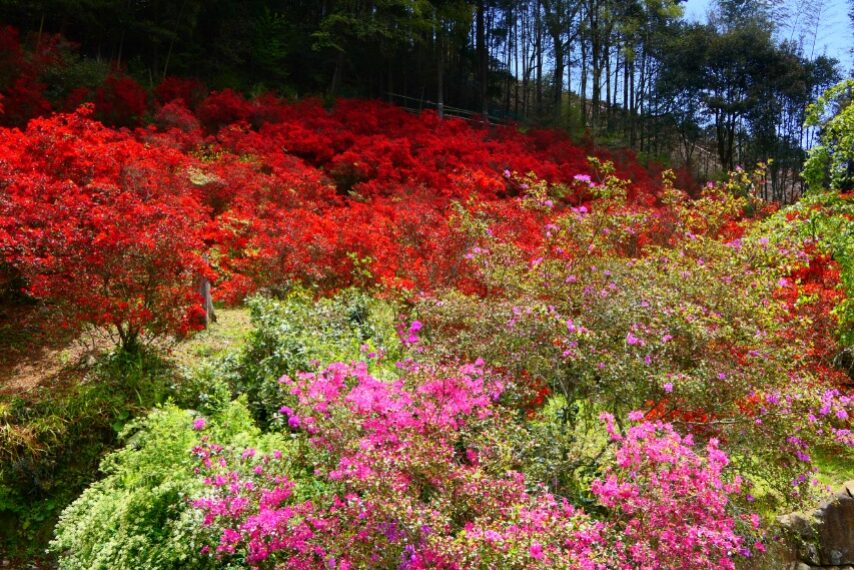 永利尾原の本キリシマ