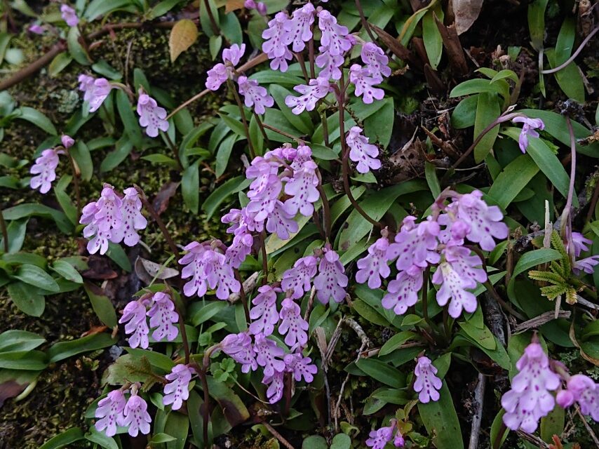 オキナワチドリ