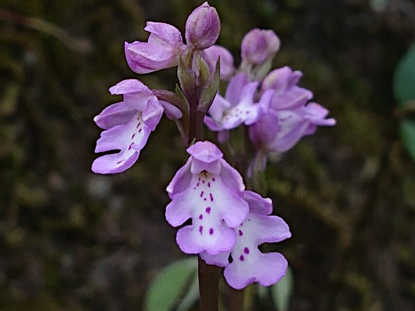 オキナワチドリ