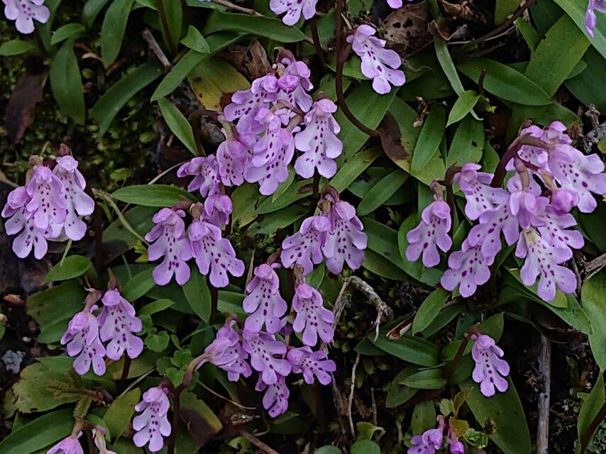 オキナワチドリ