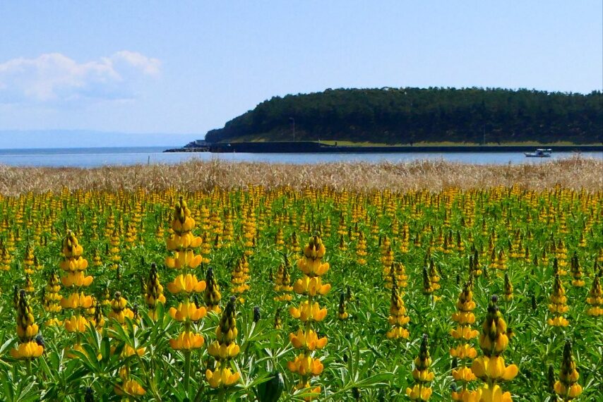 東串良町柏原海岸のルーピン②