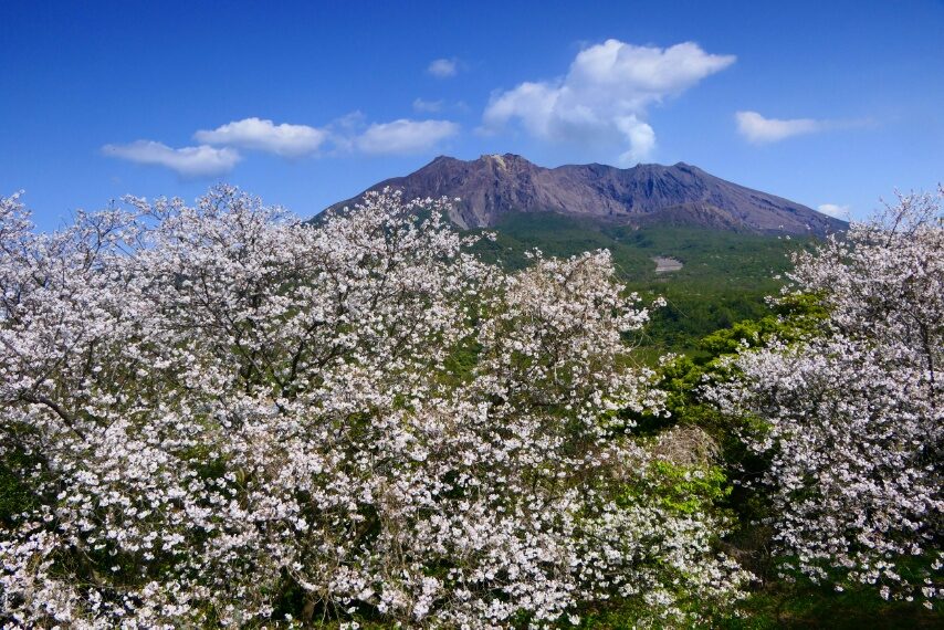 桜島恐竜公園のソメイヨシノ①