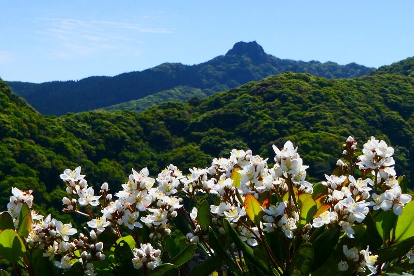 シャリンバイ、遠くに磯間嶽岩峰-1