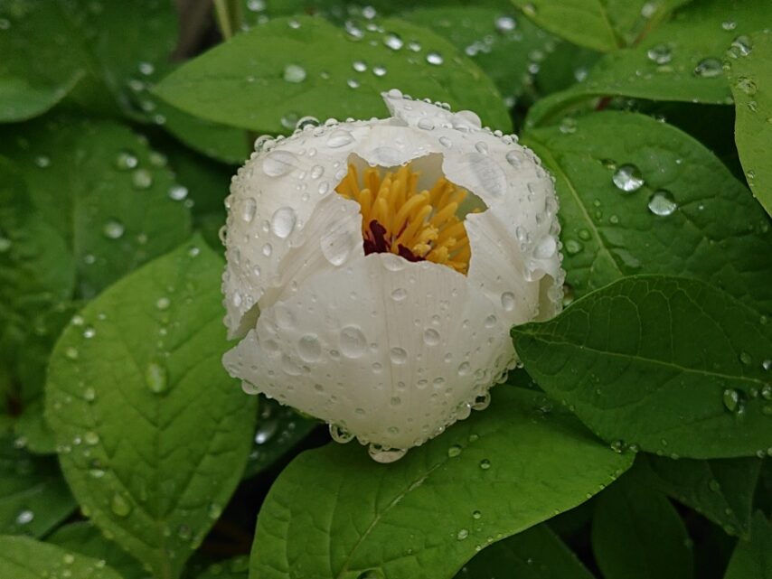 ヤマシャクヤク