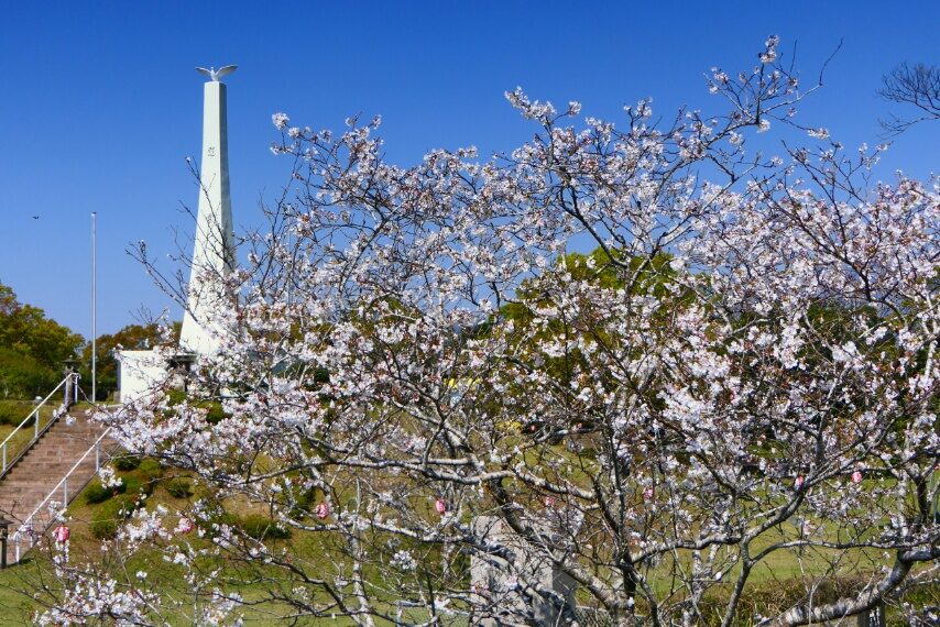 串良平和公園のソメイヨシノ