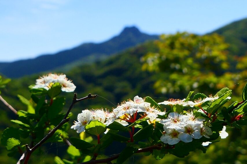 コゴメイワガサ、遠くに磯間嶽岩峰