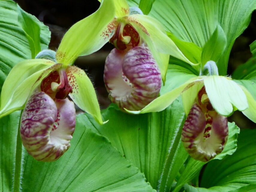 クマガイソウ-1