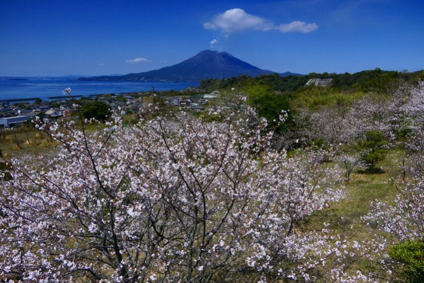 垂水市のソメイヨシノ