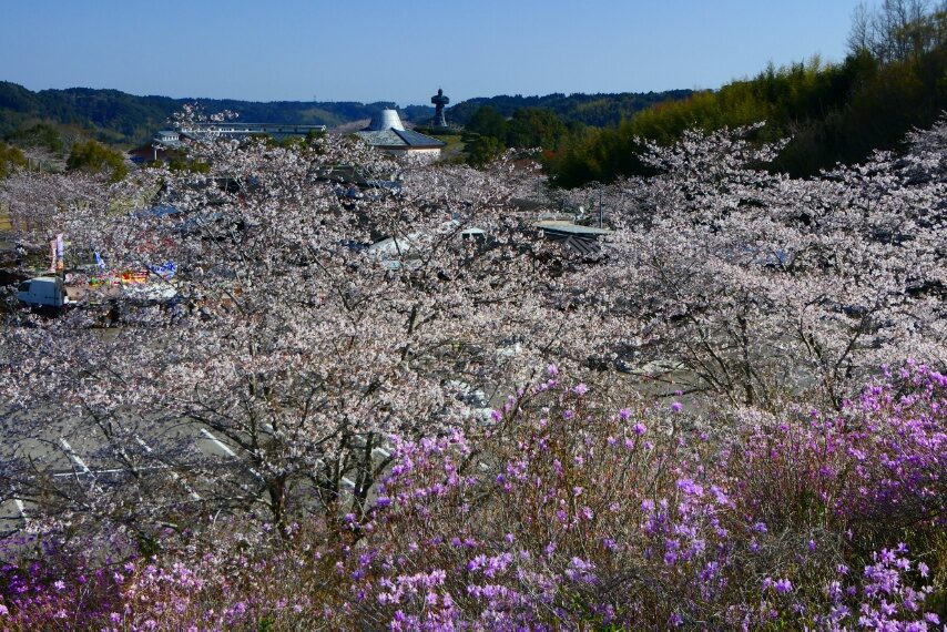 弥五郎伝説の里のソメイヨシノ②
