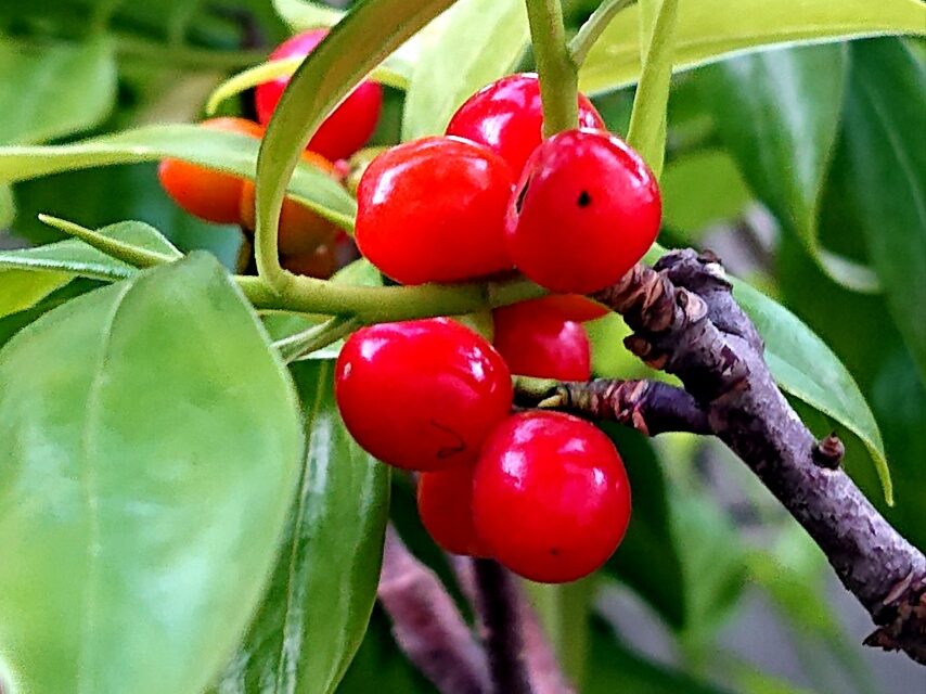 コショウノキの実