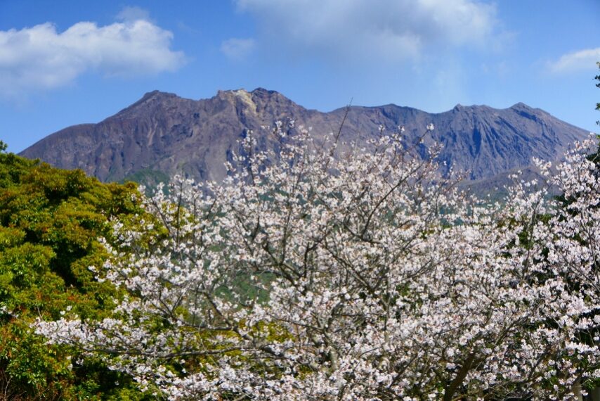 桜島恐竜公園のソメイヨシノ②