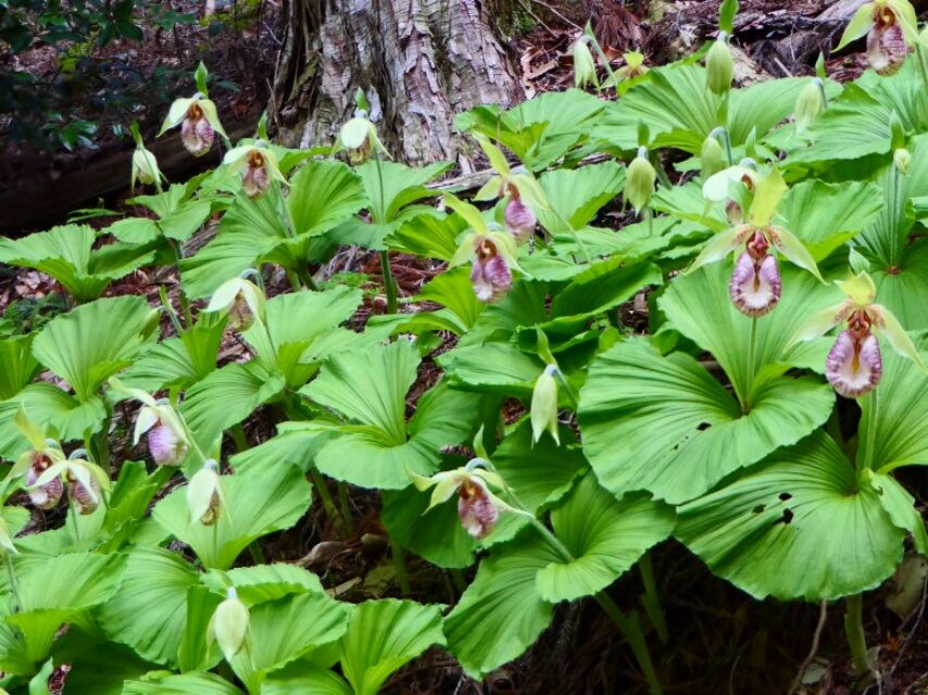 クマガイソウ-2