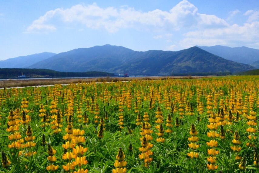 東串良町柏原海岸のルーピン①