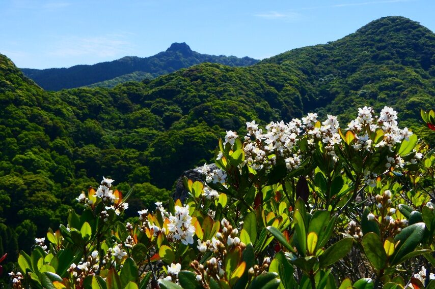 シャリンバイ、遠くに磯間嶽岩峰-2