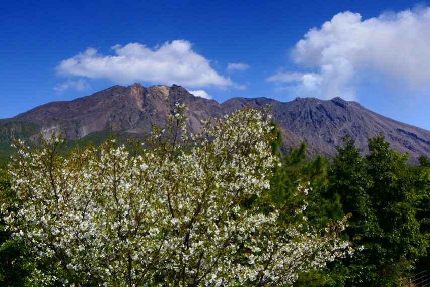 恐竜公園のオオシマザクラ