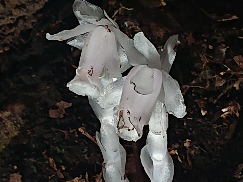 ギンリョウソウ