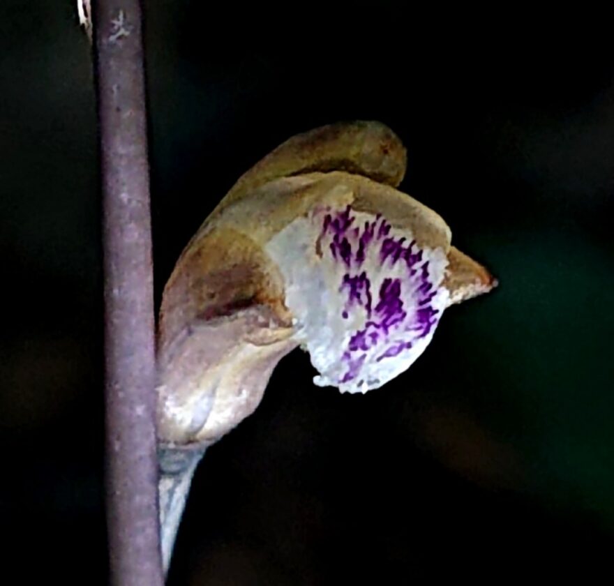 ウスギムヨウラン