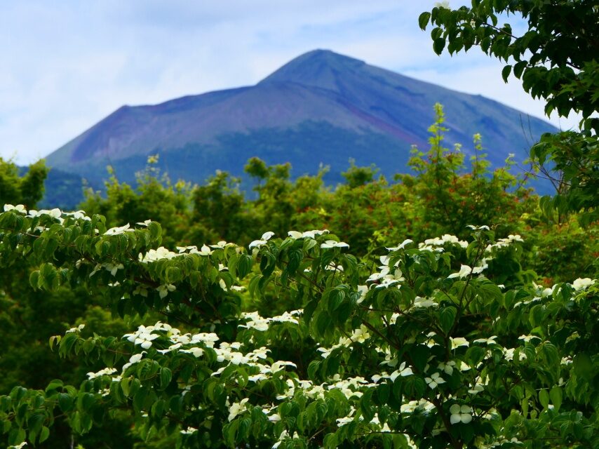 ヤマボウシと高千穂峰
