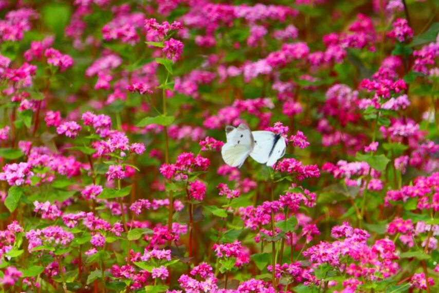 モンシロチョウ