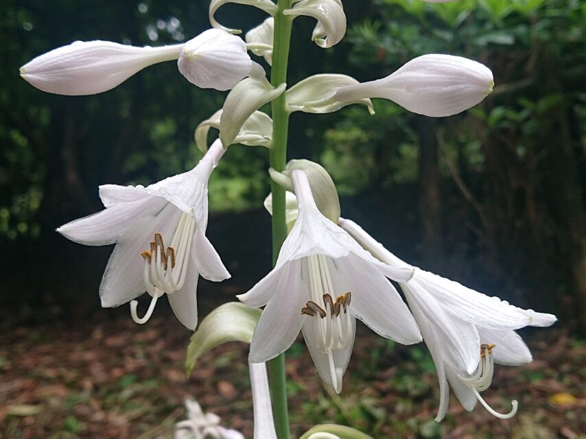 オオバギボウシ