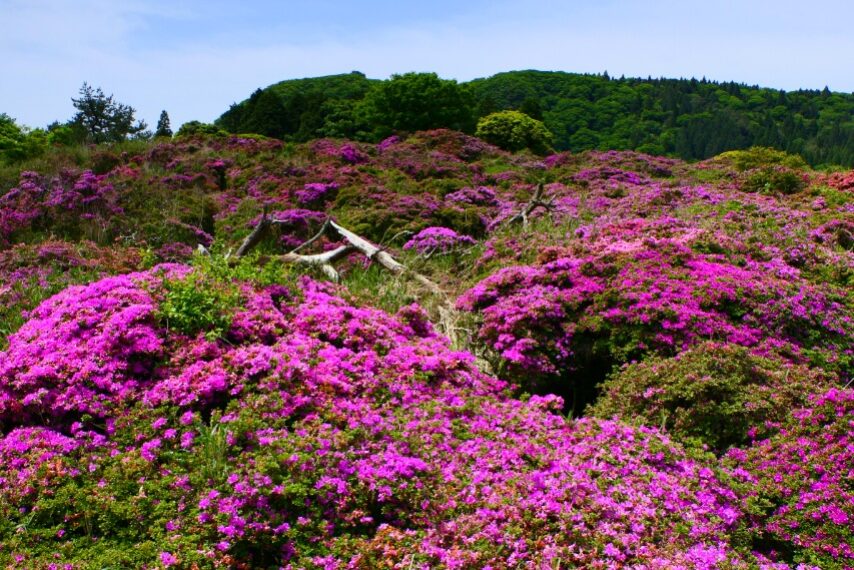 万年山のミヤマキリシマ 背景は、万年山山頂