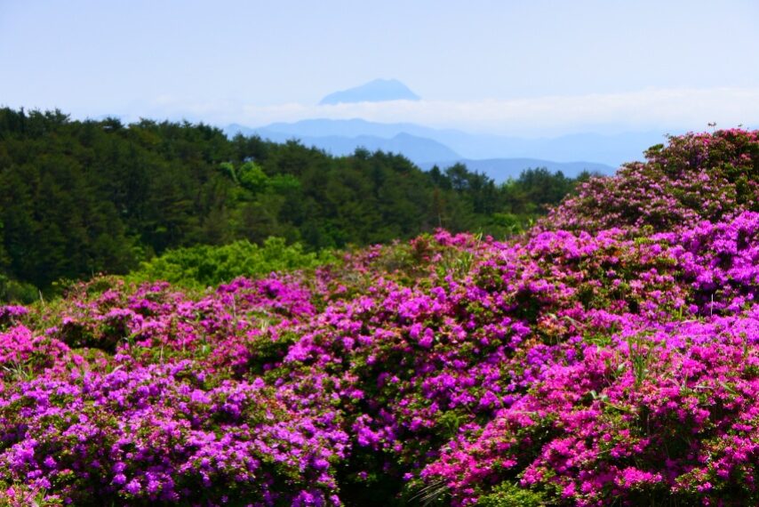 万年山のミヤマキリシマ 背景は、由布岳