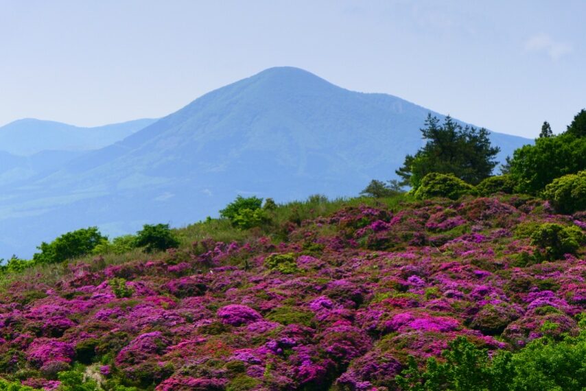万年山のミヤマキリシマ 背景は、湧蓋山