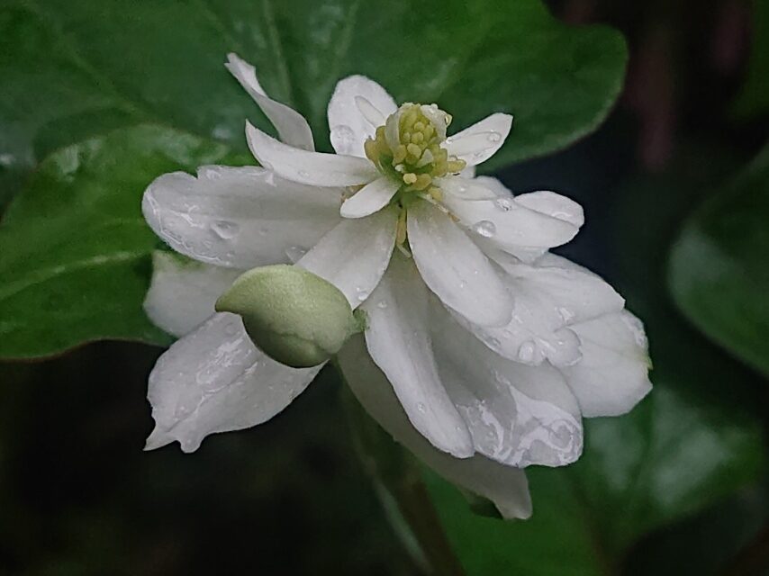 ヤエザキドクダミ