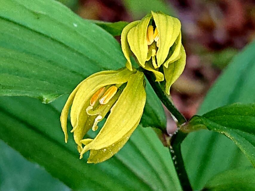 キバナチゴユリ