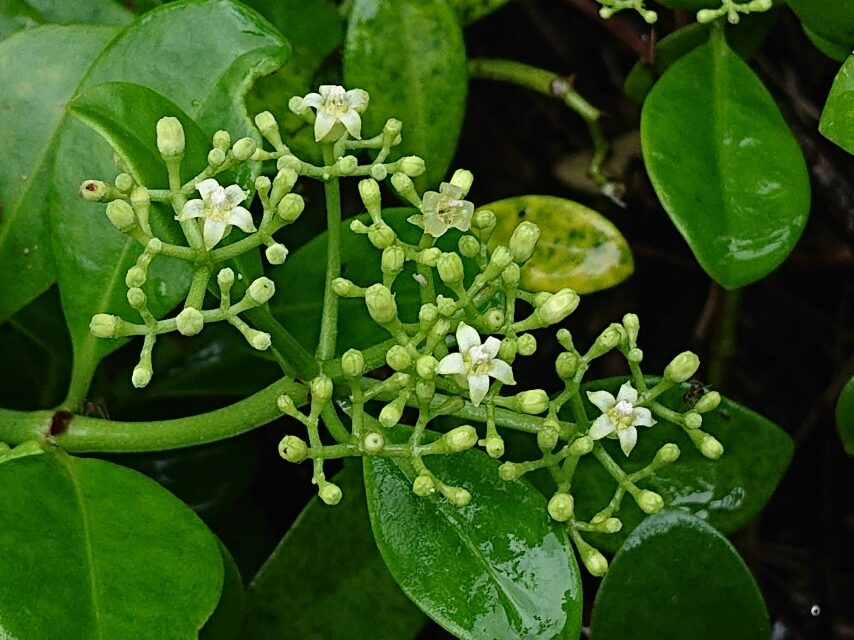 シラタマカズラ