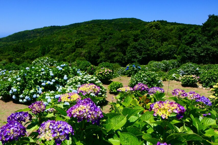 阿久根市笠山③