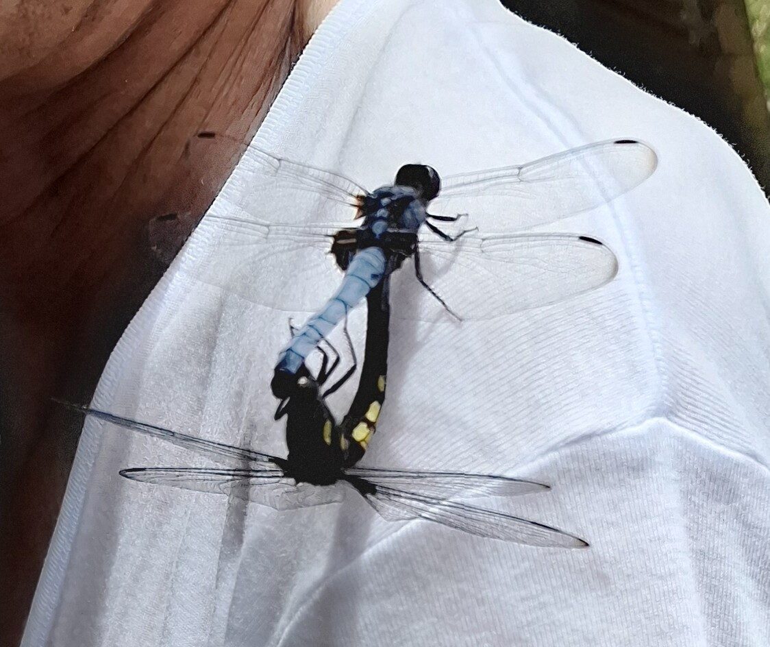 ラブラブトンボ-2