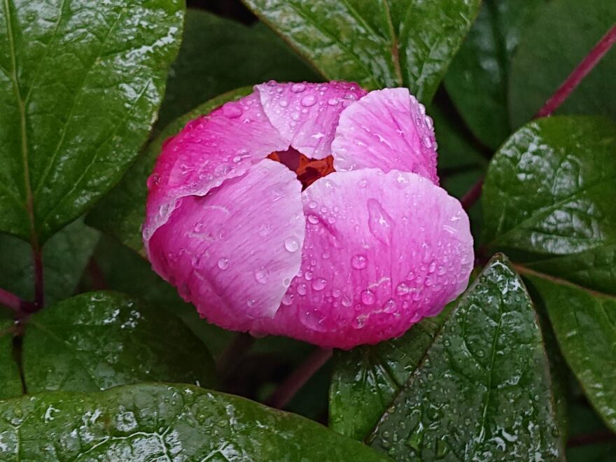 ベニバナヤマシャクヤク