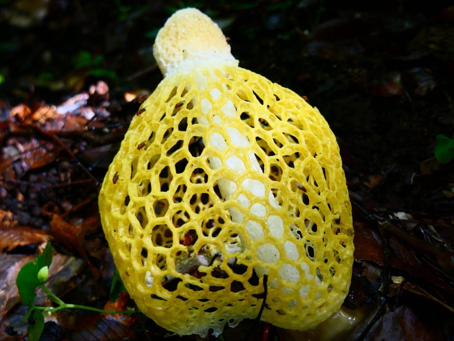 キノコの女王 ウスキキヌガサタケ-2