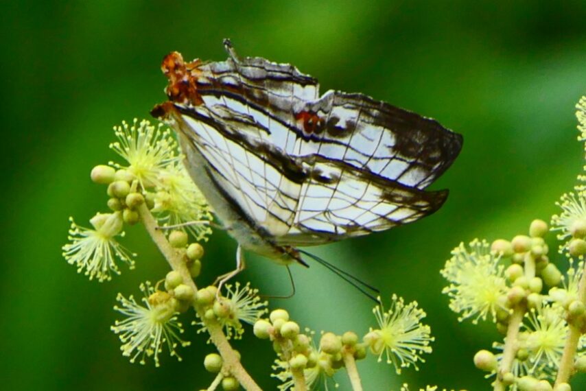 ①イシガケチョウ