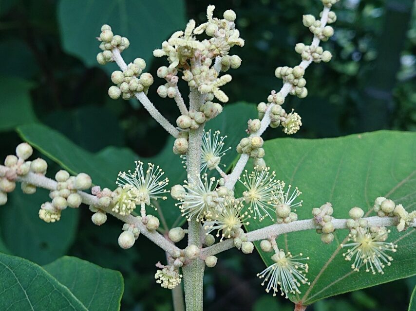 ①アカメガシワ(雌雄同株)