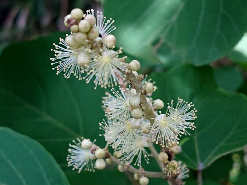 ①アカメガシワ(雄花)