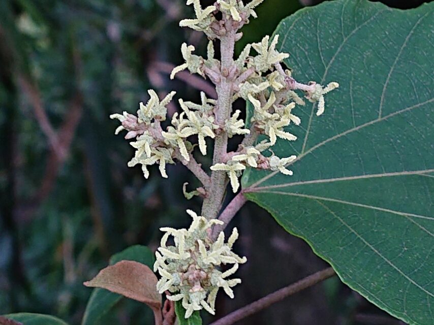 ③アカメガシワ(雌花)