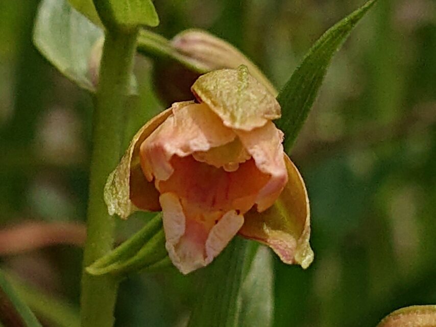 イソマカキラン