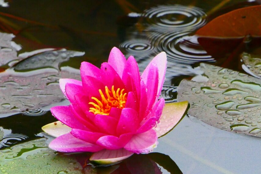 スイレンと波紋-1