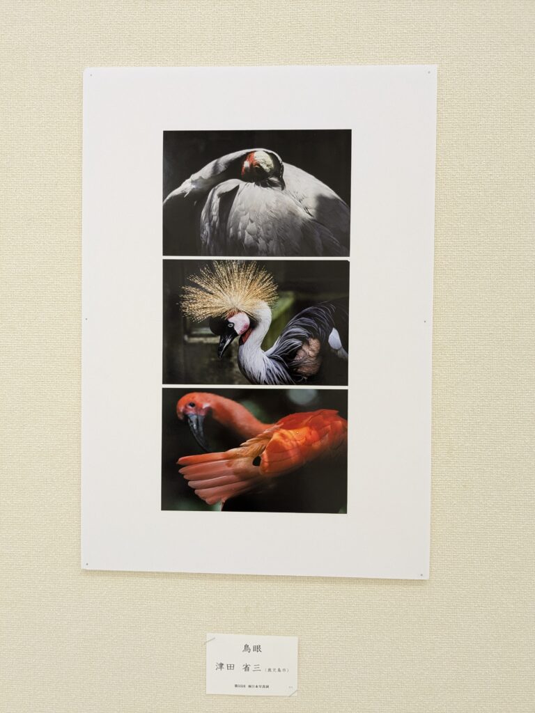 最後の南日本写真展に津田さんの作品が入選✨️ | NTT労組退職者の会