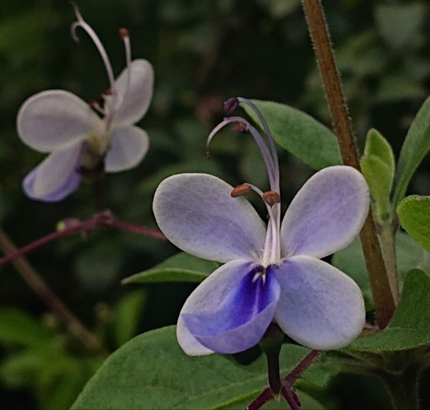 ブルーエルフィン