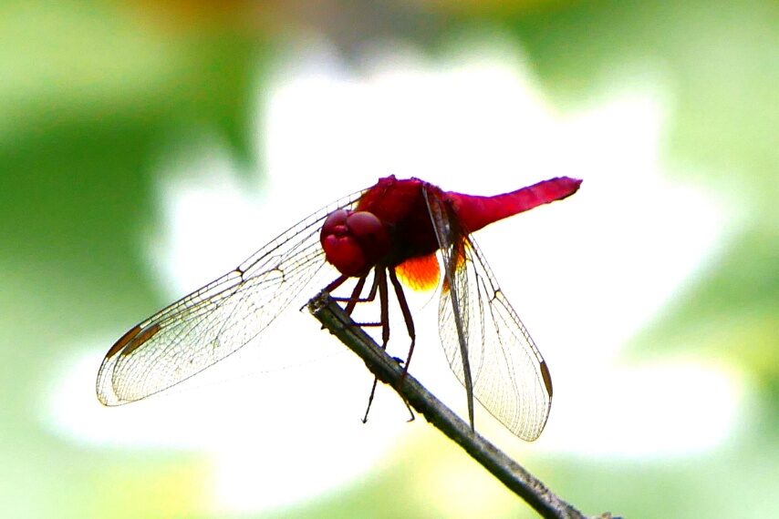 ショウジョウトンボ