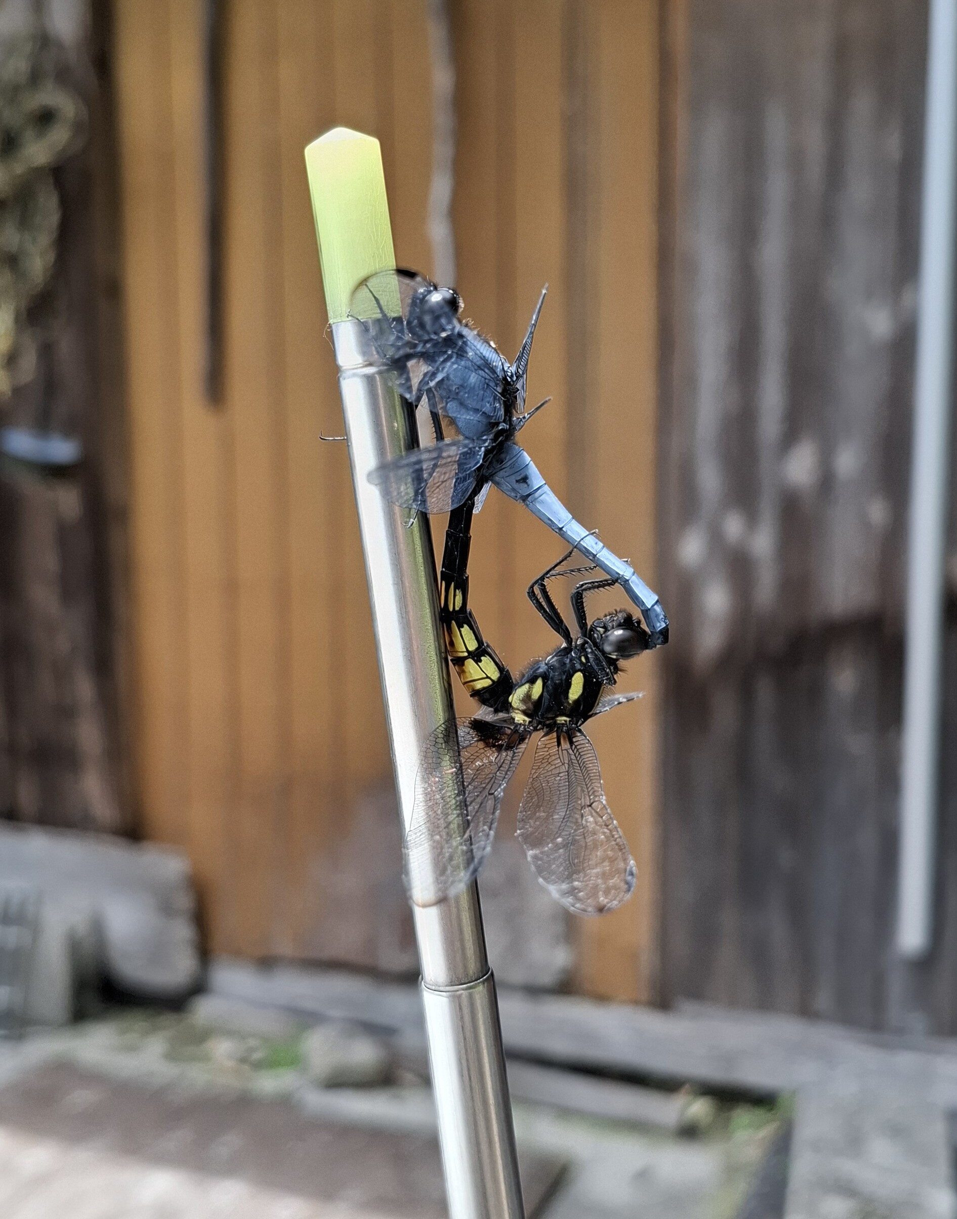 ラブラブトンボ-1