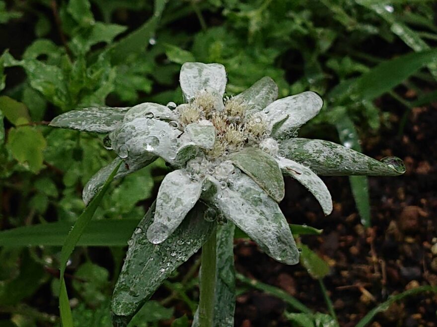 エーデルワイス