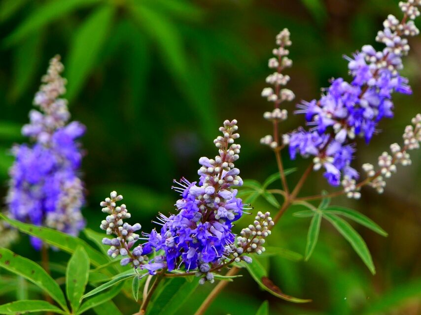 セイヨウニンジンボク