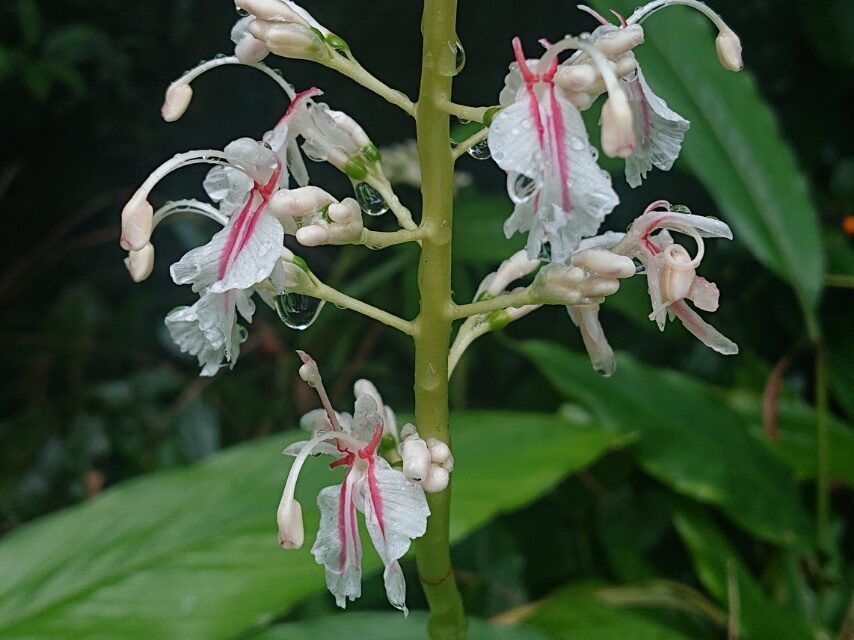 アオノクマタケラン