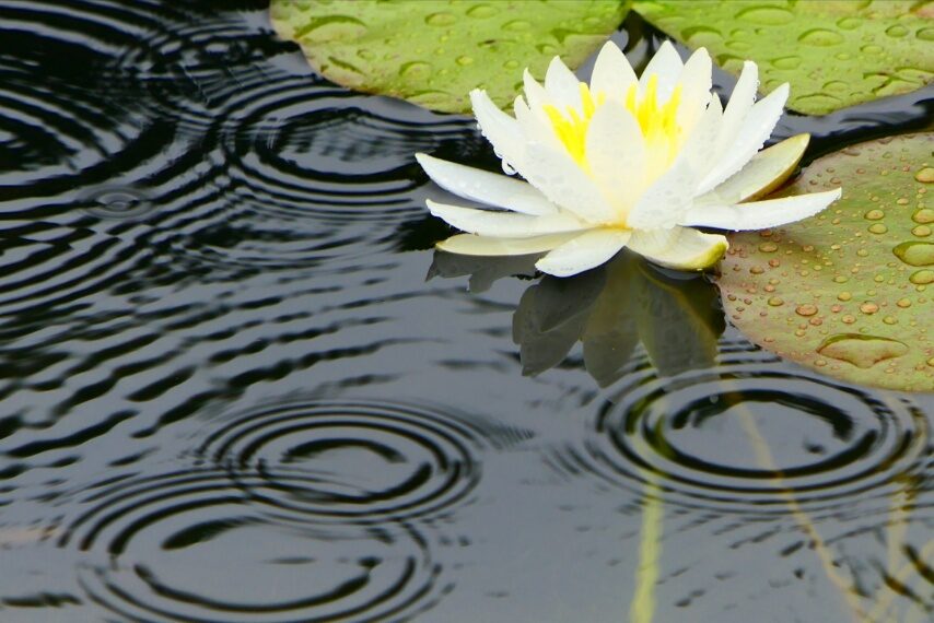 スイレンと波紋-3
