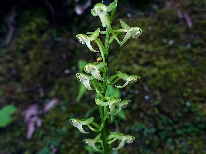 オオバノトンボソウ